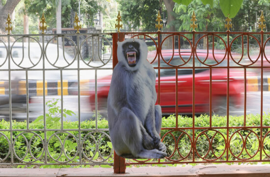 Kartonasta opica v New Delhiju