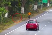 Posnetek kamere - leopard se približa kolesarju.