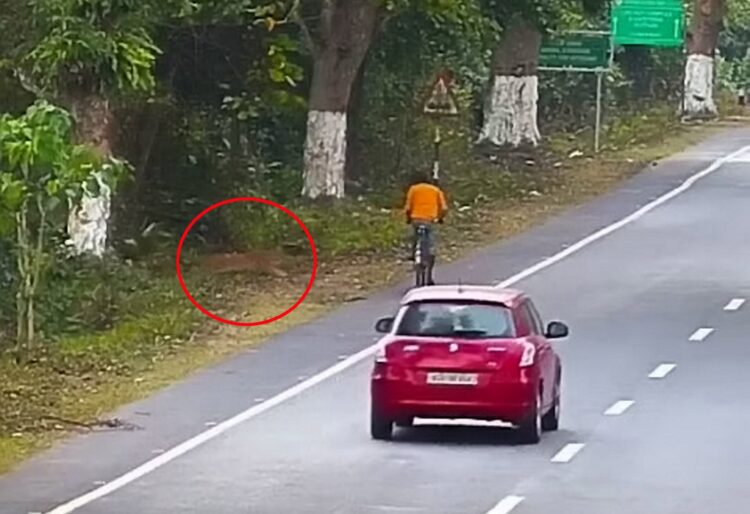 Posnetek kamere - leopard se približa kolesarju.
