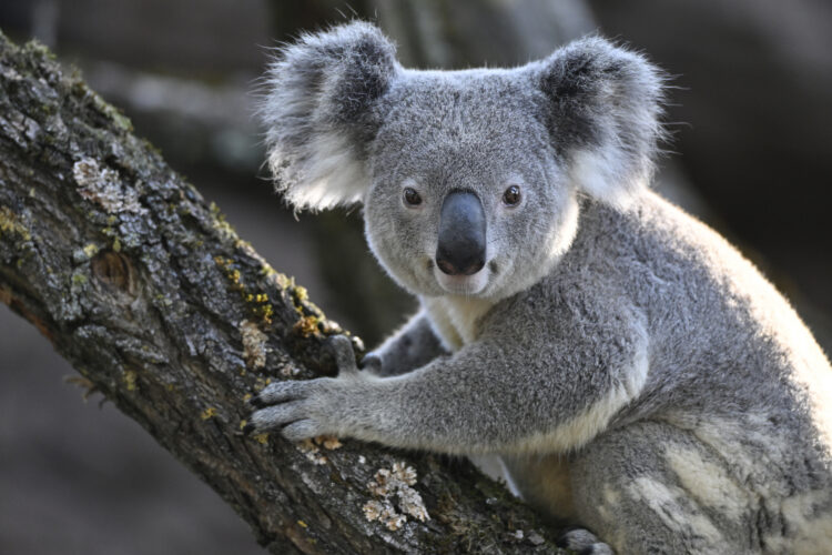 koala