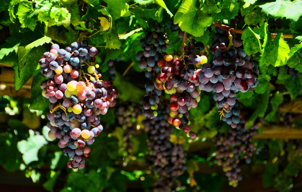grozdje, vino, vinograd
