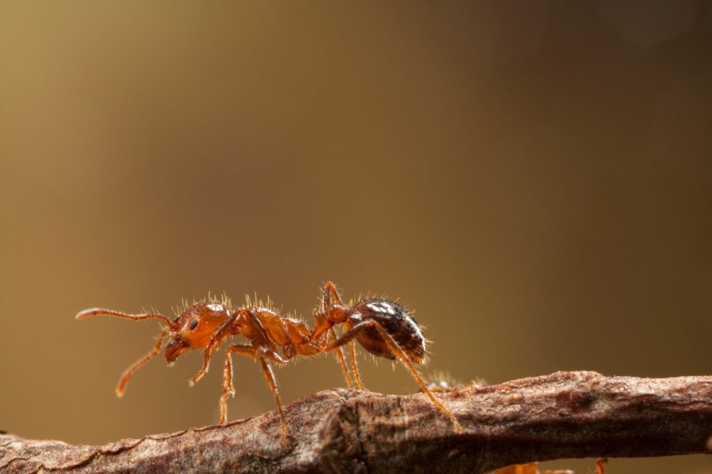 Rdeča invazivna ognjena mravlja.