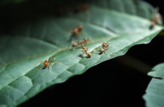 Rdeča invazivna ognjena mravlja.