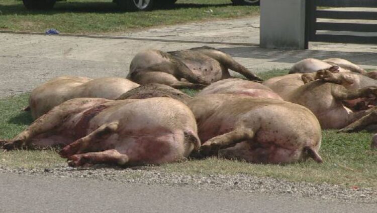 mrtve svinje v slavoniji