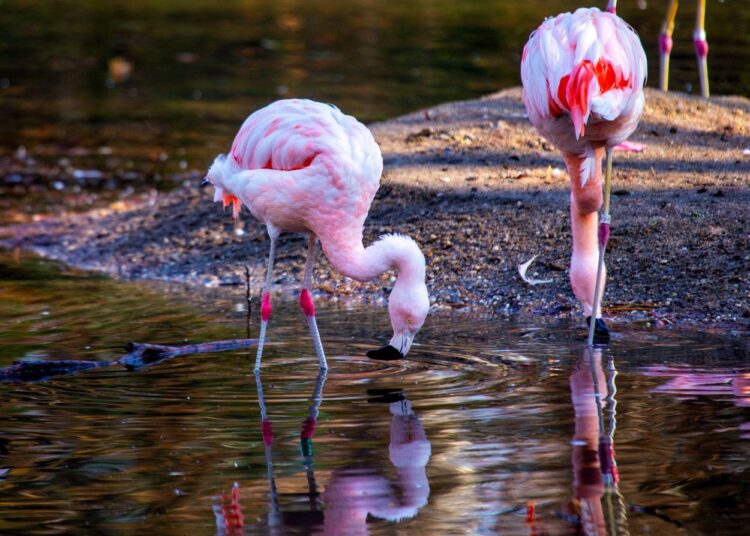 plamenec, flamingo