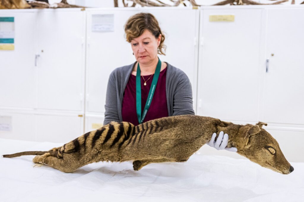 Znanstvenica z ostanki tasmanskega tigra