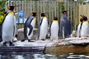 Kraljevi pingvin, pingvini