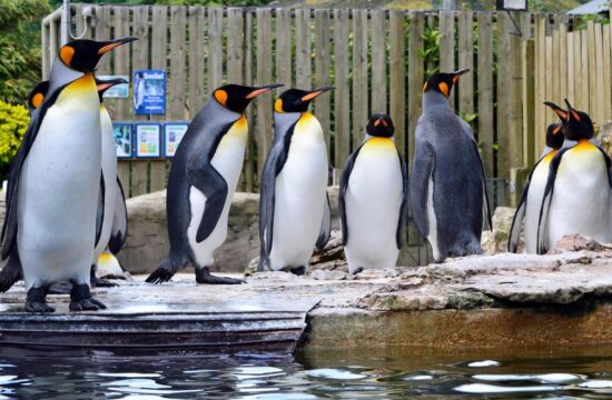 Kraljevi pingvin, pingvini