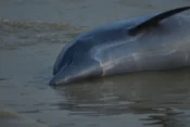 Pogin delfinov v Amazonki