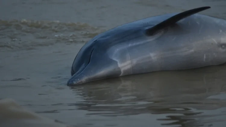Pogin delfinov v Amazonki