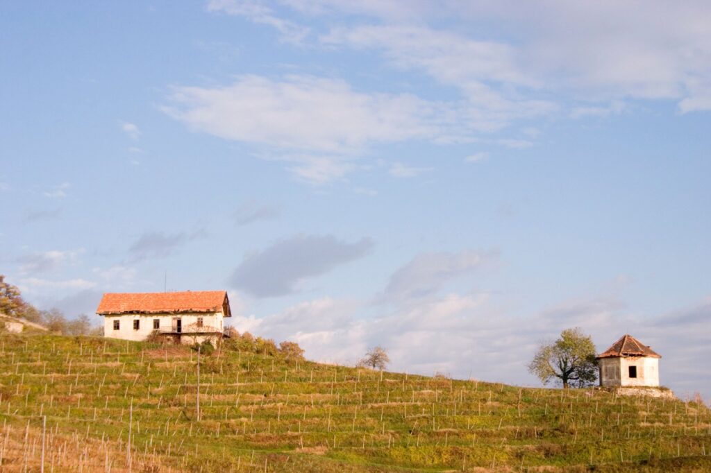 Vinogradi v okolici Brežic 