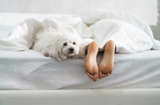 pes in človek v postelji, spanje, spanec