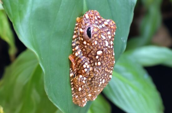 južnoazijski potomec žabe, ki izgleda kot iztrebek