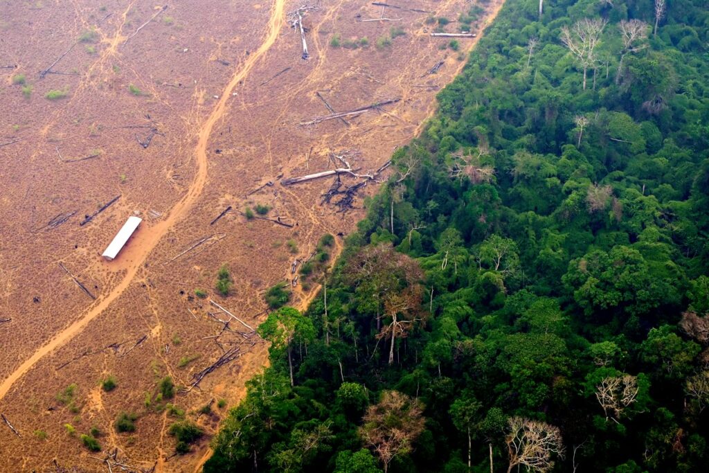 deforestacija, Amazonija, amazonski pragozd
