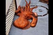 orjaška pacifiška hobotnica