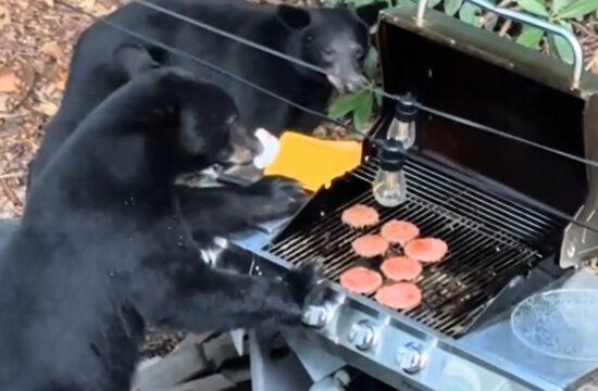 črni medved, žar, hamburger