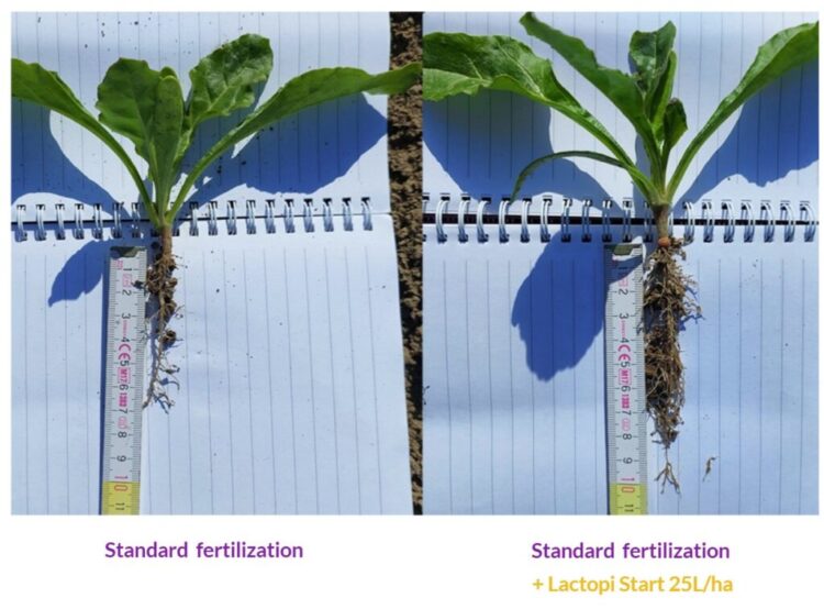 primerjava dveh rastlin z in brez uporabe biostimulanta
