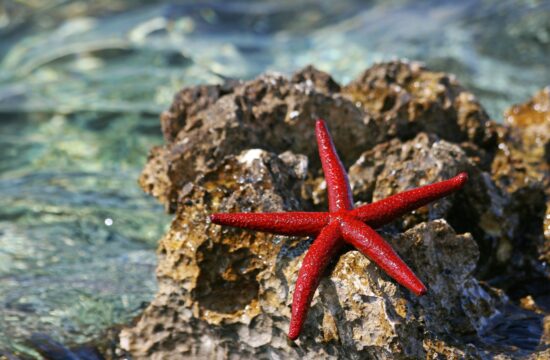 morska zvezda
