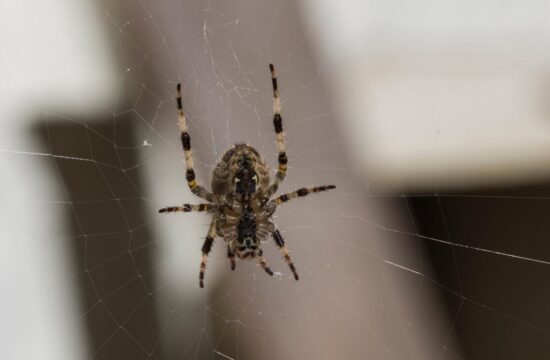 pajek, pajki, pajkova mreža