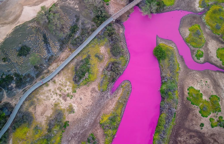 rožnato jezero na havajih