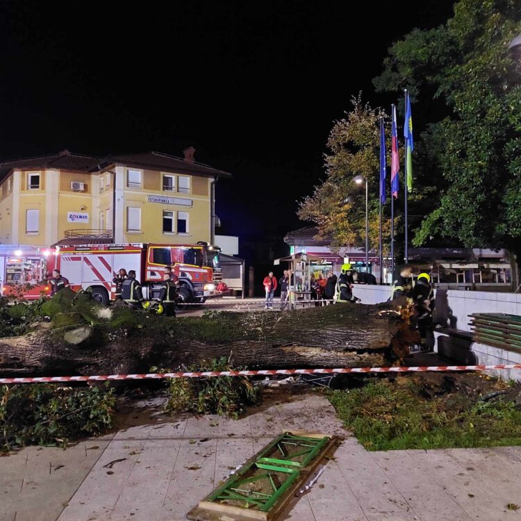 Padla lipa na trgu v Šempetru pri Gorici