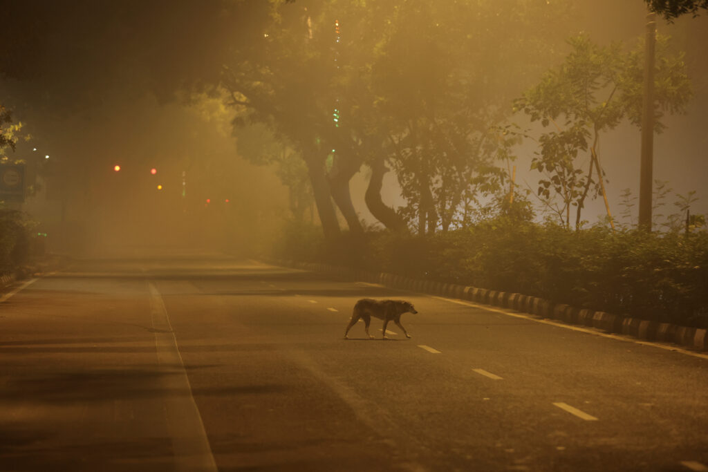 Smog v New Delhiju