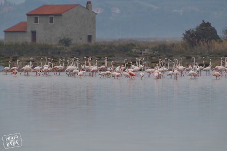 flamingi, plamenci, Sečoveljske soline, krajinski park