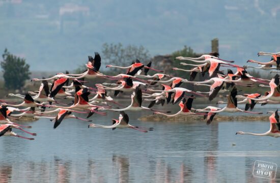 flamingi, plamenci, Sečoveljske soline, krajinski park
