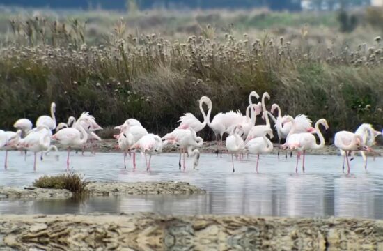 plamenci, flamingi, Krajinski park Sečoveljske soline, Seča, obala, Sečovlje