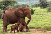 Slonica v Keniji skotila dvojčke