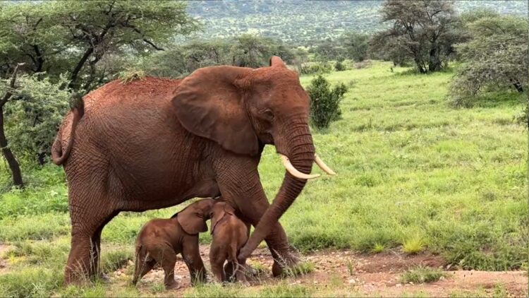 Slonica v Keniji skotila dvojčke