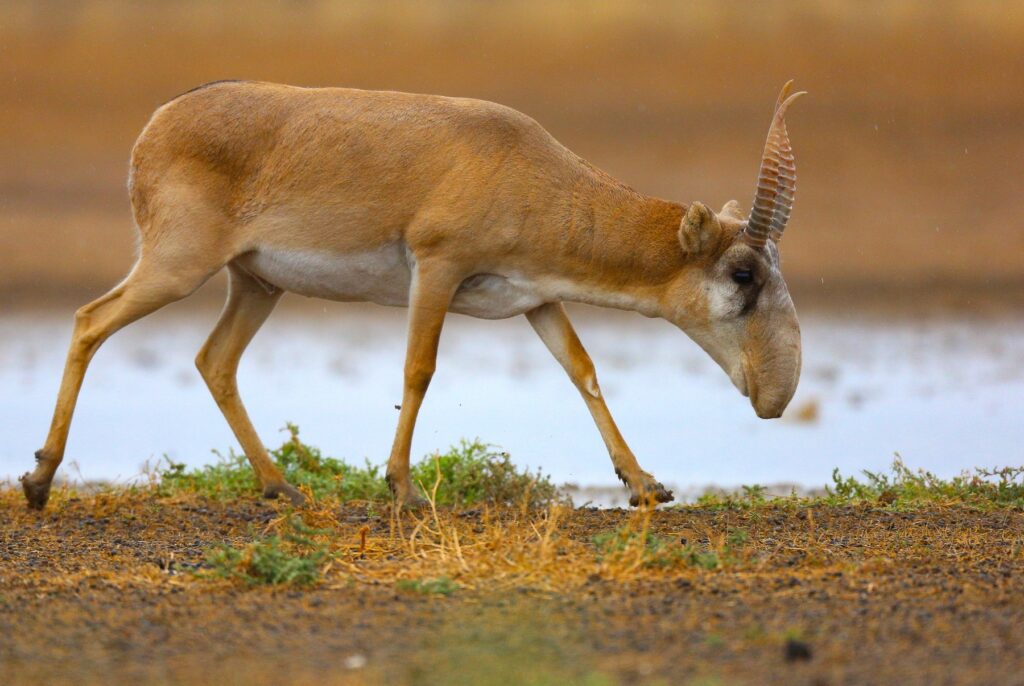 Antilopa sajga