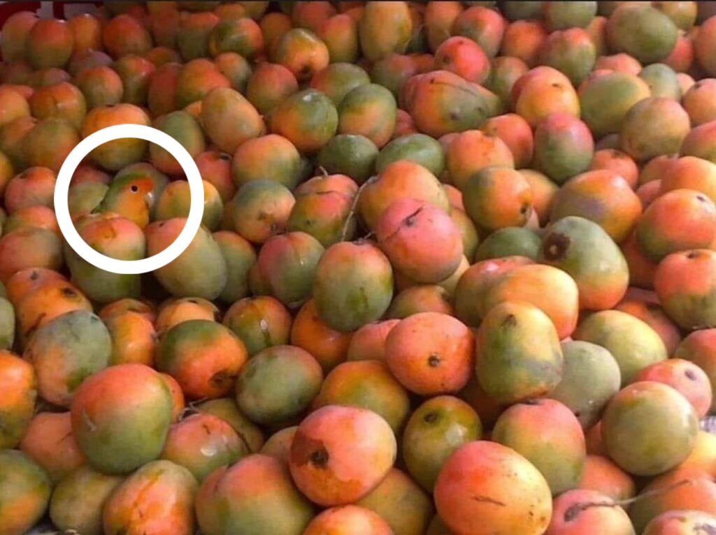 papiga, mango