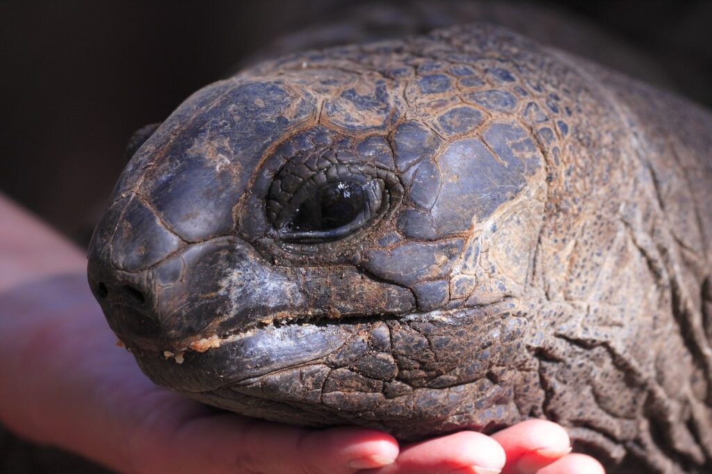 Orjaška želva, ki živi v naravi na Sejšelih