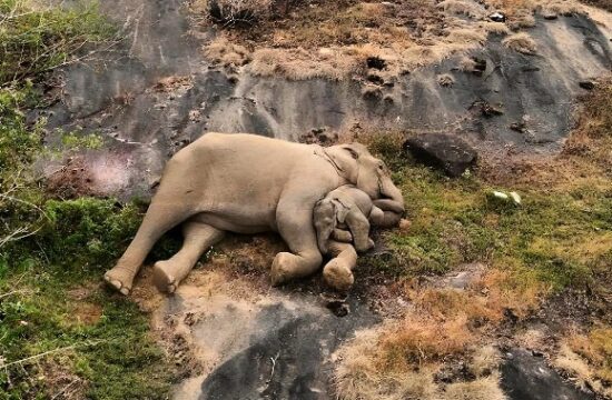 Slonjega mladička so vrnili svoji mami