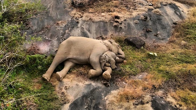 Slonjega mladička so vrnili svoji mami