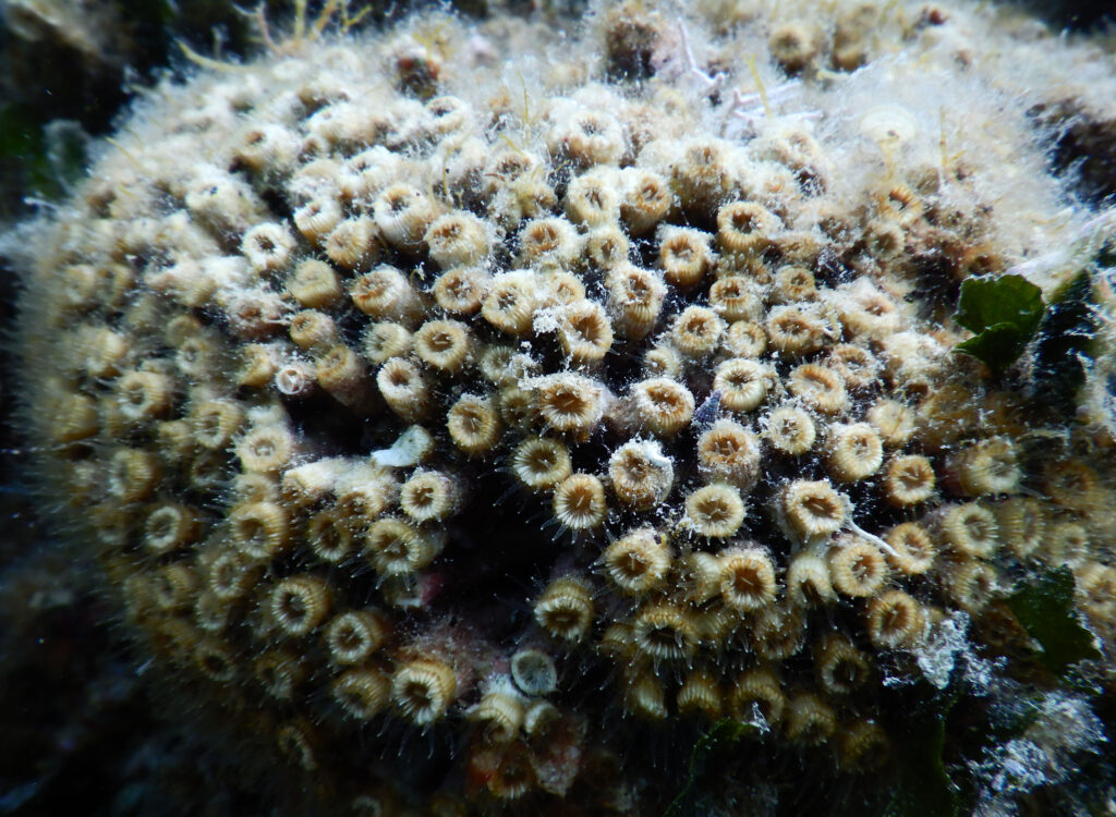 Sredozemska kamena korala