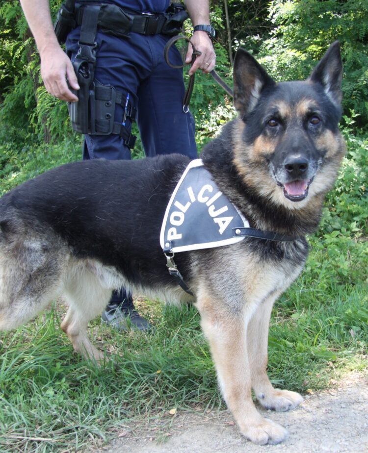 naras policijski pes