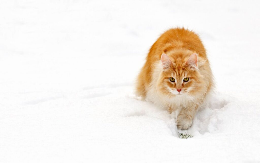 Mačka na snegu