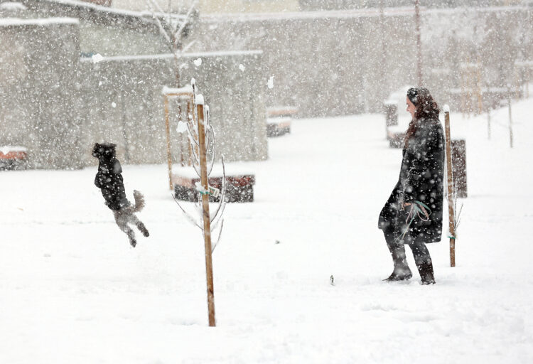 pes se igra v snegu