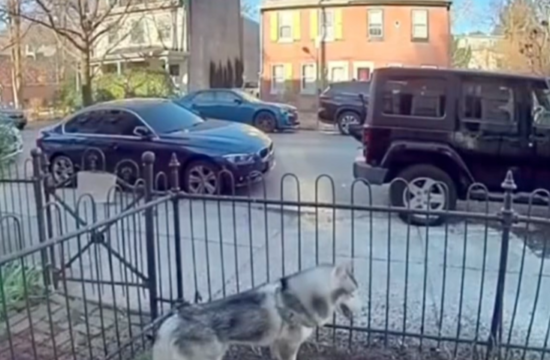 Pes z nenavadnim obnašanjem rešil sosesko pred katastrofo