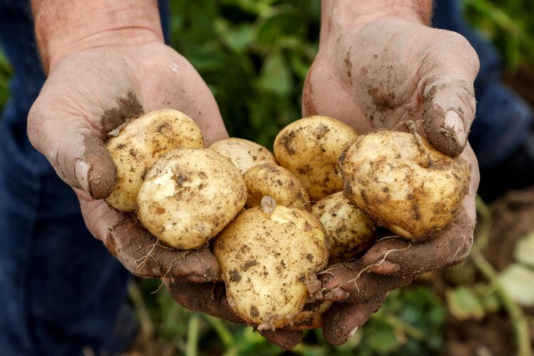 Najdražji krompir na svetu.