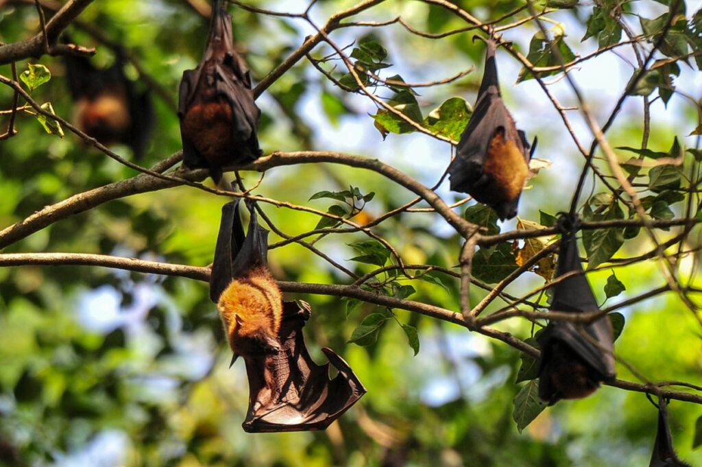 Virus Nipah so razširili sadni netopirji, ki so jih ljudje pregnali iz njihovih habitatov.