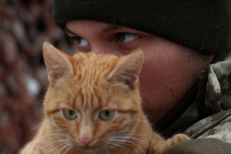 Mačka ukrajinskega vojaka