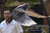 Vohunski golob iz Indije