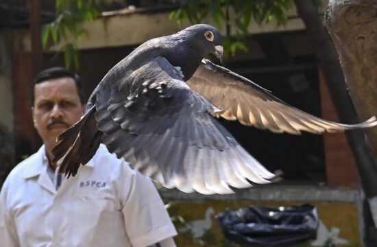 Vohunski golob iz Indije