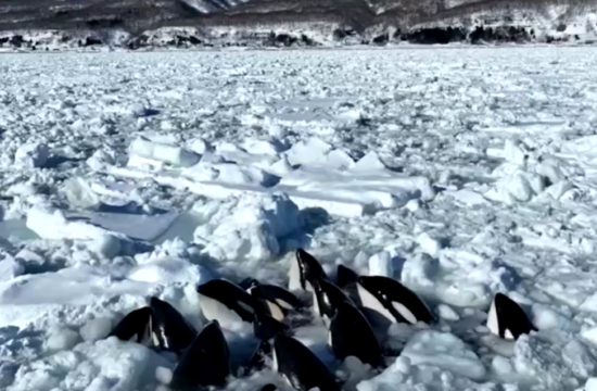 Orke ujete v ledu
