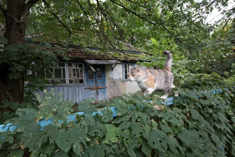 Živali v Černobilu