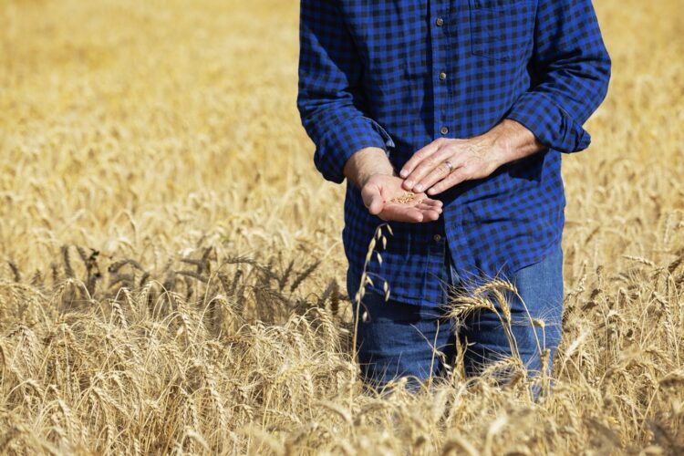 semena, kmetijstvo, pšenica