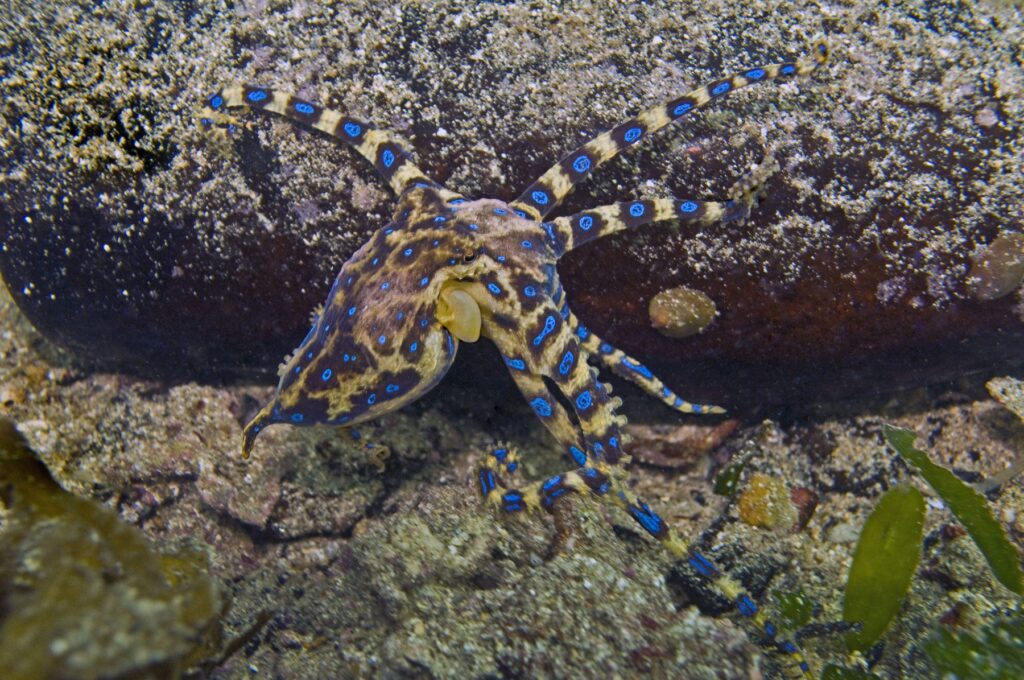 Modroobročkasta hobotnica